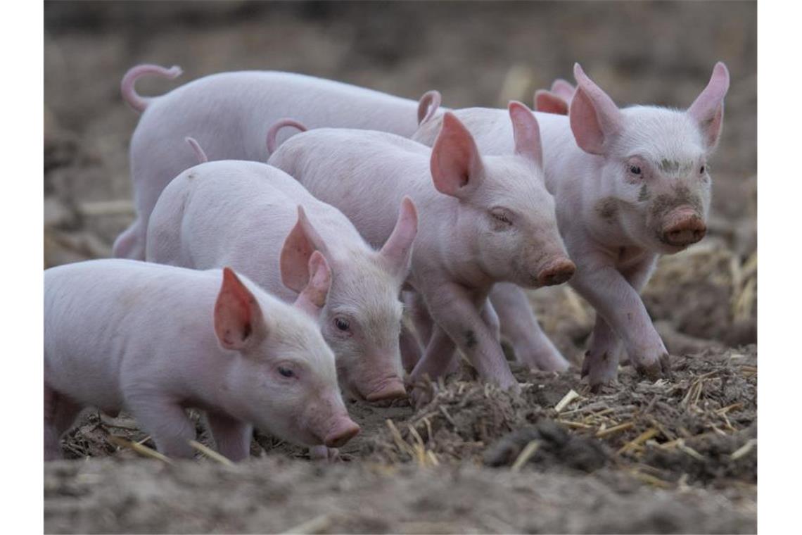 Ökologische Tierhaltung in Deutschland gestiegen Junge Ferkel rennen über eine Wiese. Foto: Boris Roessler/dpa