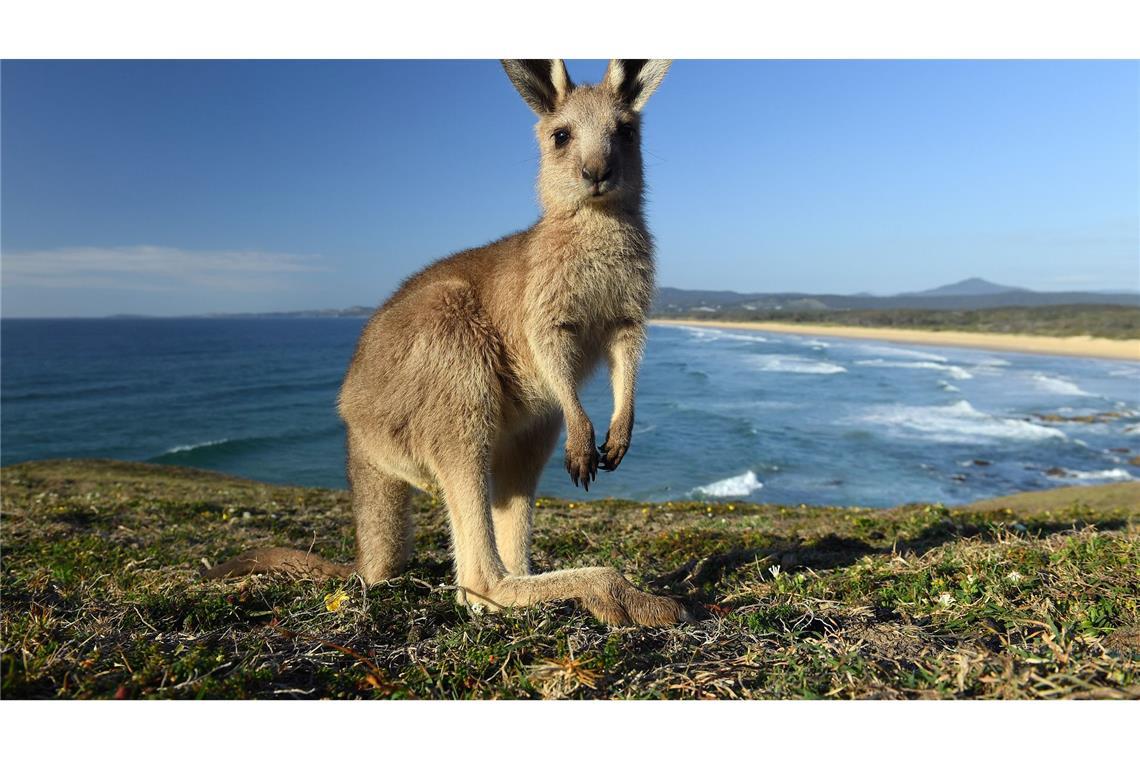 Kängurus gelten bei vielen Farmern in Australien als Plage. (Archivbild)