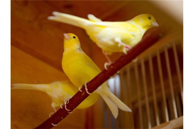 Kanarienvögel sitzen auf einer Stange. Foto: picture alliance /dpa/Symbolbild