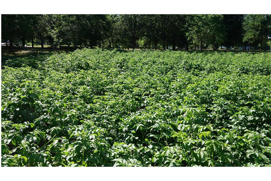 Kartoffel (Solanum tuberosum): Auch die Kartoffel (hier eine Blüte eine der Kartoffelpflanze) zählt zu den Giftpflanzen. Gegessen wird sie trotzdem – völlig gefahrlos. Des Rätsels Lösung ist folgendes: Bei der Kartoffel sind nur die grünen Teile giftig. Grüne Partien an den Knollen, die sie bei zu heller Lagerung bekommen, müssen daher gründlich abgeschält werden.