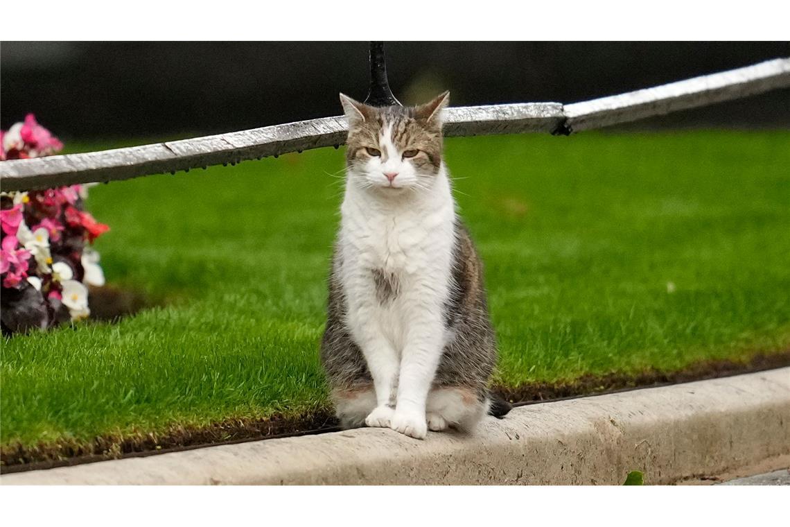 Kater Larry wacht wor Downing Street 10.: Der "oberste Mäusefänger des Vereinigten Königreichs" und langjähriger Bewohner der offiziellen Residenz des Regierungschefs,schaut zu Medienvertretern. Der britische Premierminister Sunak hat die Niederlage seiner Konservativen Partei bei der Parlamentswahl eingeräumt.