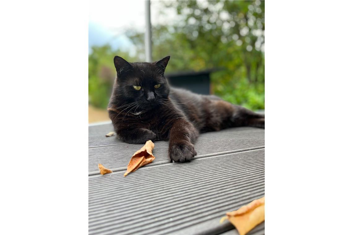 Kater Manni gehört seit 2015 zur Familie Rombold. 