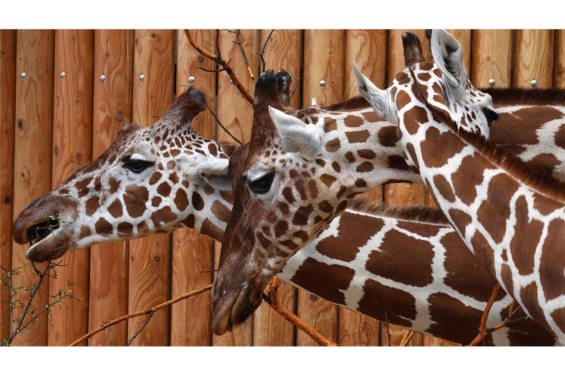 Kein langes Gesicht, dafür einen langen Hals: Netzgiraffen stehen im Safaripark Dvur Kralove im tschechischen Usti nad Labem.