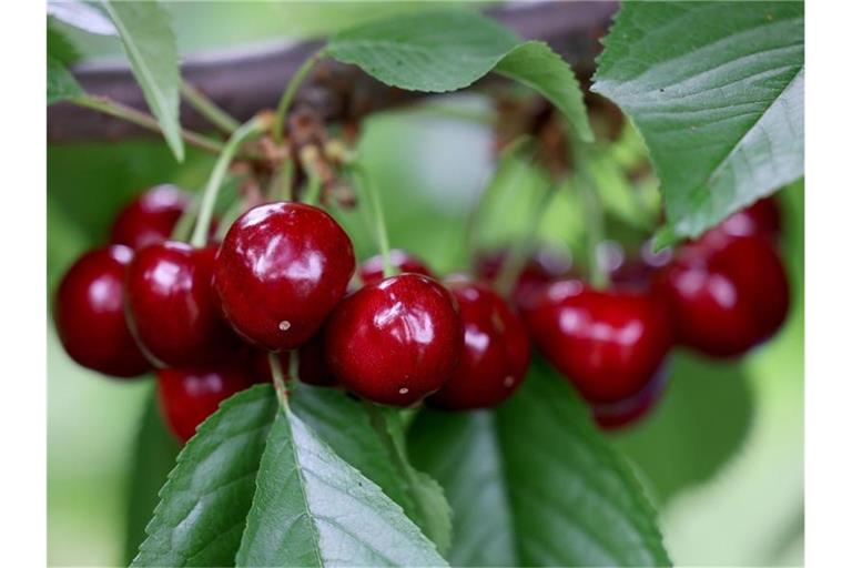 Kirschen hängen an einem Baum. Foto: Oliver Berg/dpa/Symbolbild