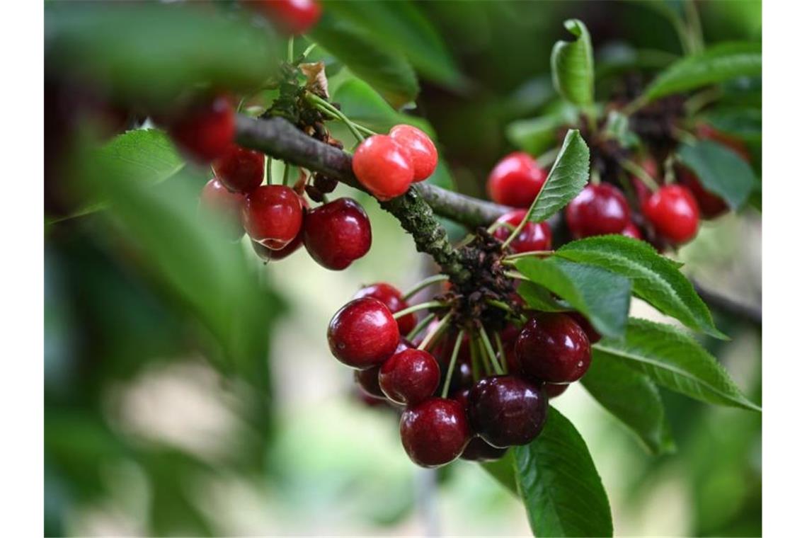 Kirschen hängen in einer Obstplantage bei Überlingen an den Bäumen. Foto: Felix Kästle/dpa