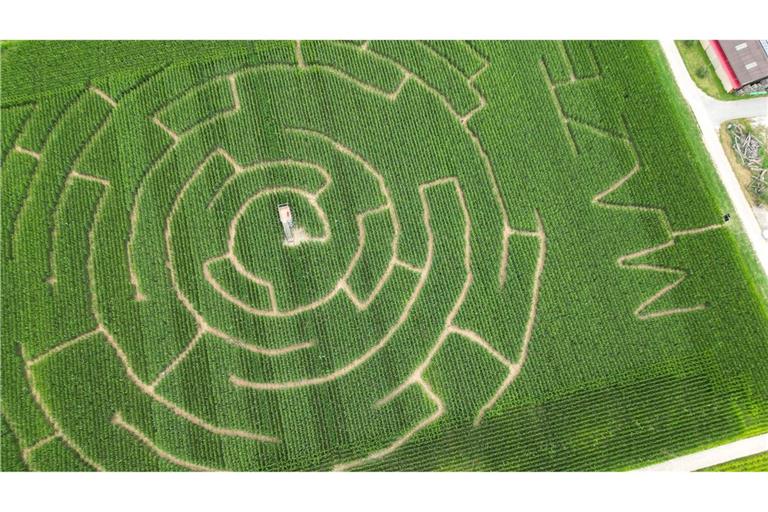 Kniffeliges Sommervergnügen: Blick auf ein Maislabyrinth, ein angelegter Irrgarten in einem Maisfeld in Altdorf.