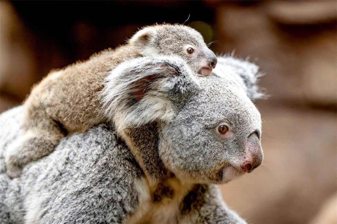 Koala-Weibchen Auburn mit ihrer Tochter in der Wilhelma.