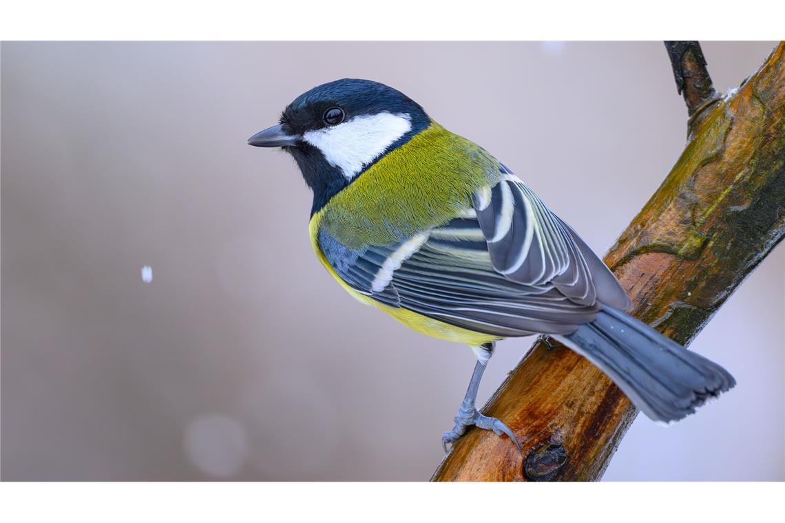 Kohlmeisen wurden bei der "Stunde der Wintervögel" weniger gezählt als im Vorjahr. (Archivbild)