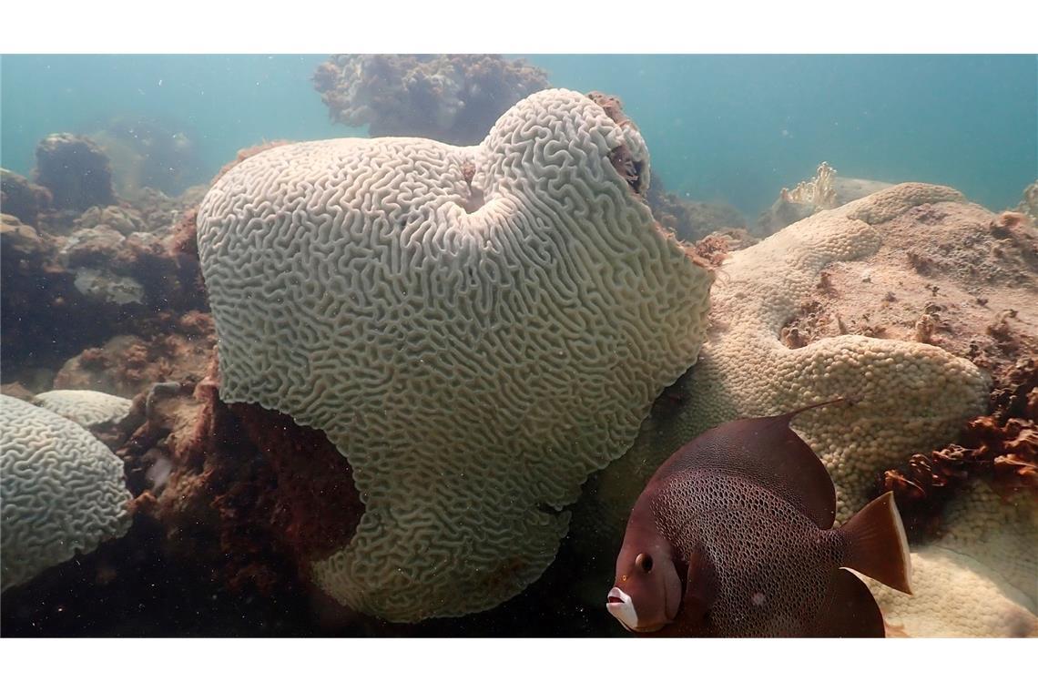 Korallen, die Anzeichen von Bleiche zeigen, bei Cheeca Rocks vor der Küste von Florida.