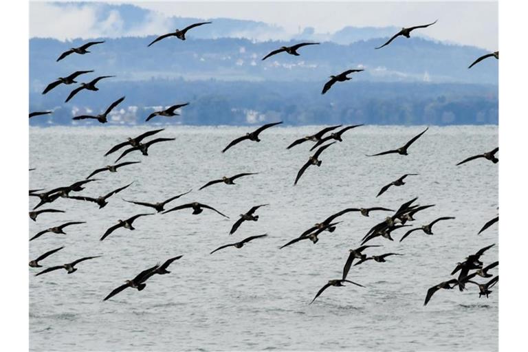 Kormorane fliegen in einem großen Schwarm über den Bodensee. Foto: Felix Kästle/dpa/Archiv