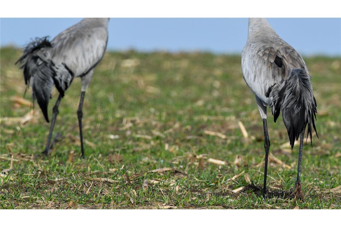 Kraniche leben überwiegend monogam, also in lebenslanger Ehe mit einem Partner. (Archivbild)