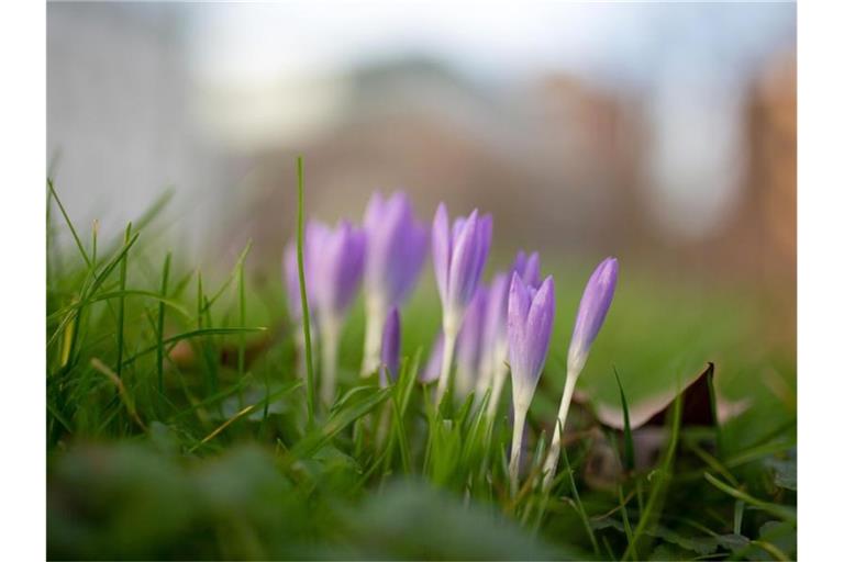 Krokusse blühen in einem Park. Foto: Martin Gerten/dpa