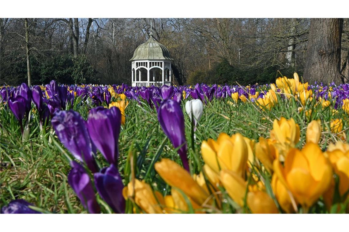 Krokusse stehen in voller Blüte vor einem Pavillon im Clara-Zetkin-Park in Leipzig.