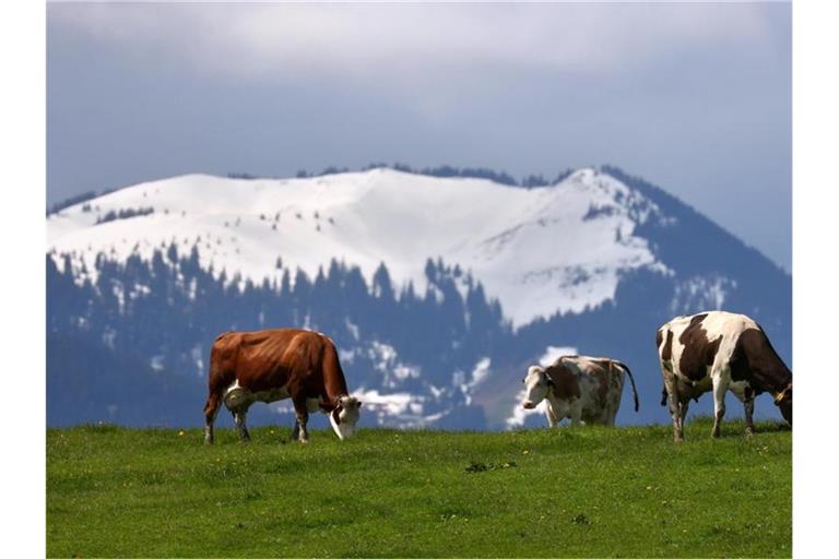 Kühe weiden im Tal vor schneebedeckten Bergen. Foto: Karl-Josef Hildenbrand/dpa