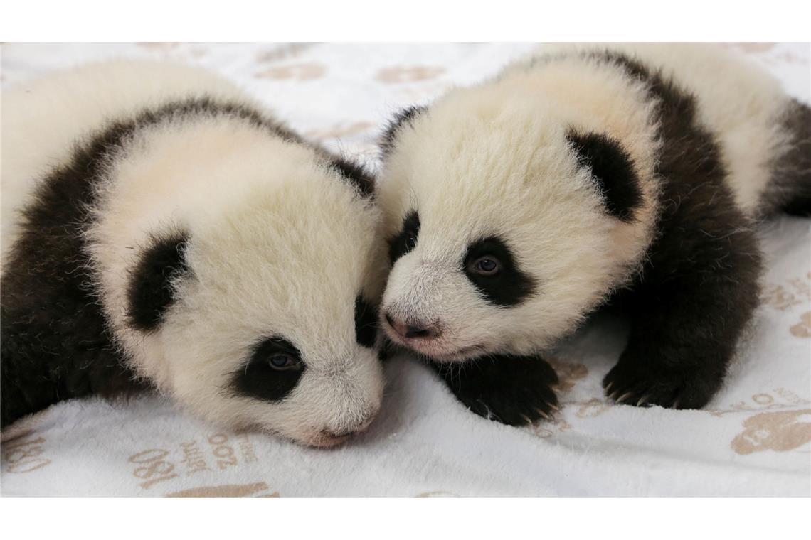 Kurz vor dem Krabbelalter: die Panda-Zwillinge des Berliner Zoos.