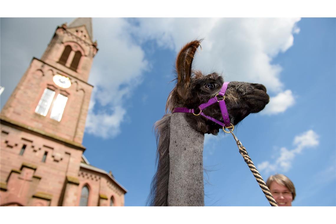 Lamas und Alpkas sind sehr sensible Tiere (Archivbild)