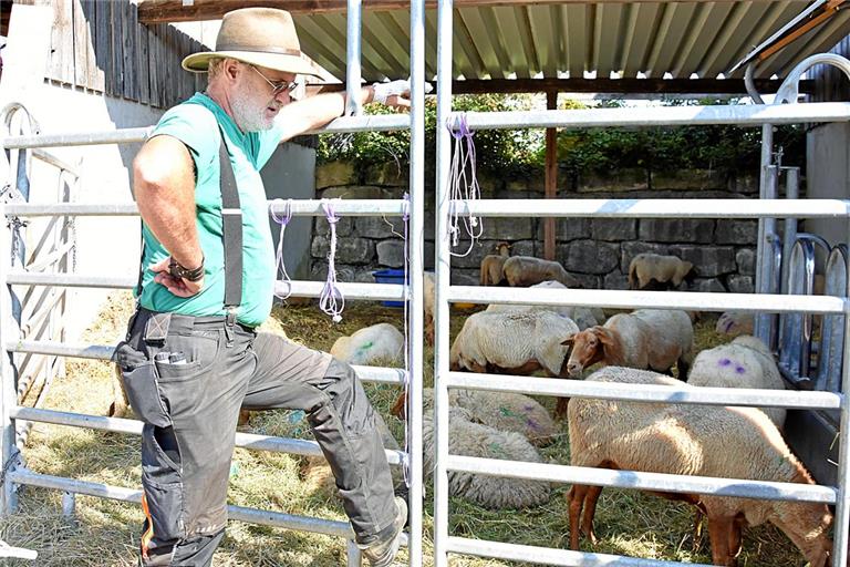 Landwirt Jochen Bacher weiß nicht, woher die Stechmücken kamen, die seine Schafe infiziert haben. Fotos: Tobias Sellmaier