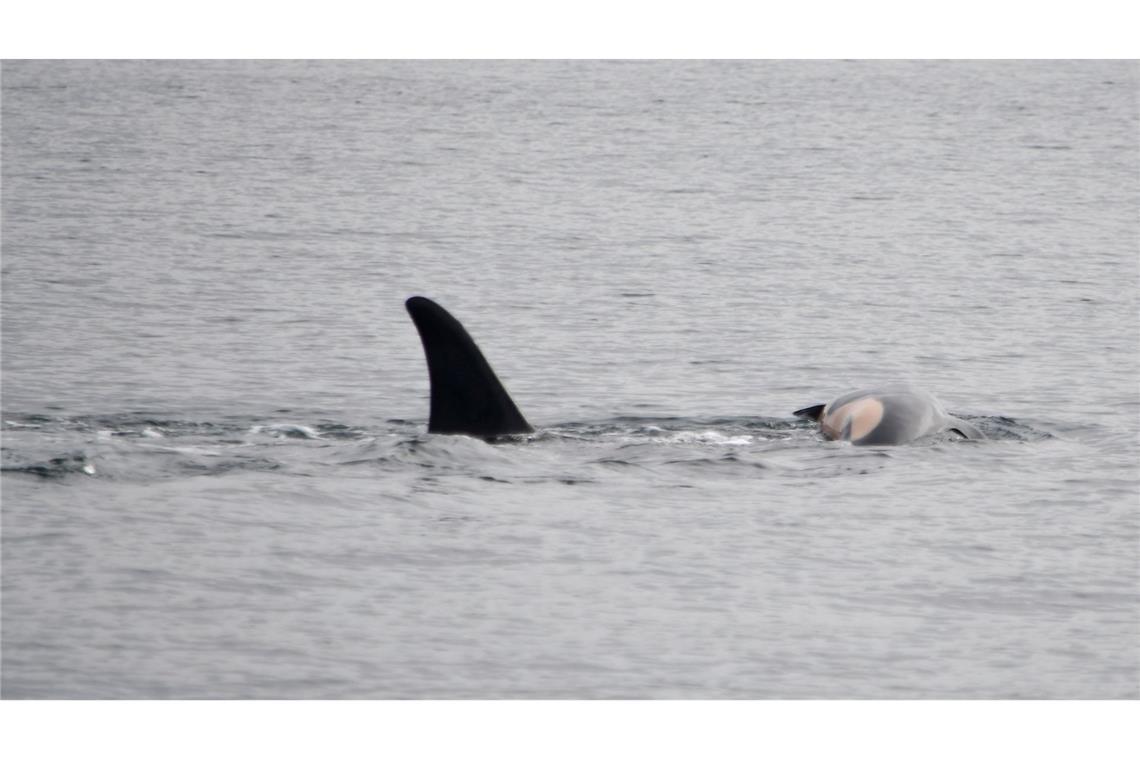 Laut NOAA können sich neben Orcas auch andere soziale Tiere wie Elefanten oder Primaten manchmal nicht von ihrem toten Nachwuchs trennen. (Handout)