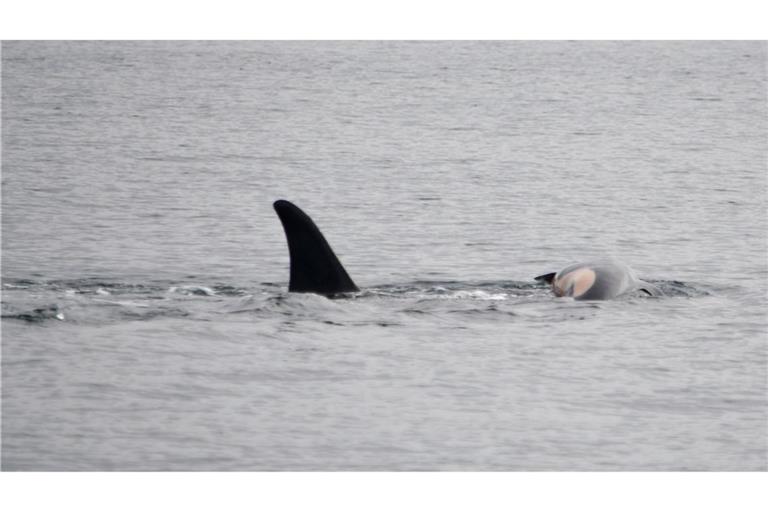 Laut NOAA können sich neben Orcas auch andere soziale Tiere wie Elefanten oder Primaten manchmal nicht von ihrem toten Nachwuchs trennen. (Handout)