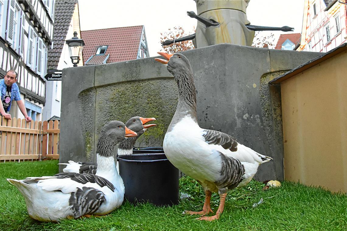 Lebendige Gänse am Gänsebrunnen vor dem Rathaus. 