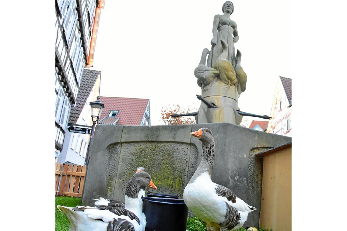 Lebendige Gänse am Gänsebrunnen vor dem Rathaus.