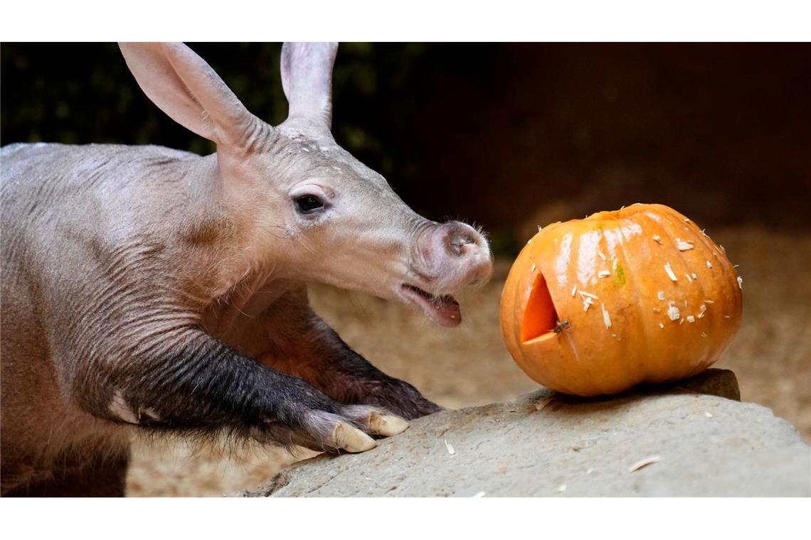 Leckerli zu Halloween: Erdferkel bekommt einen mit Würmern und Heuschrecken gefüllten Kürbis im Prager Zoo.