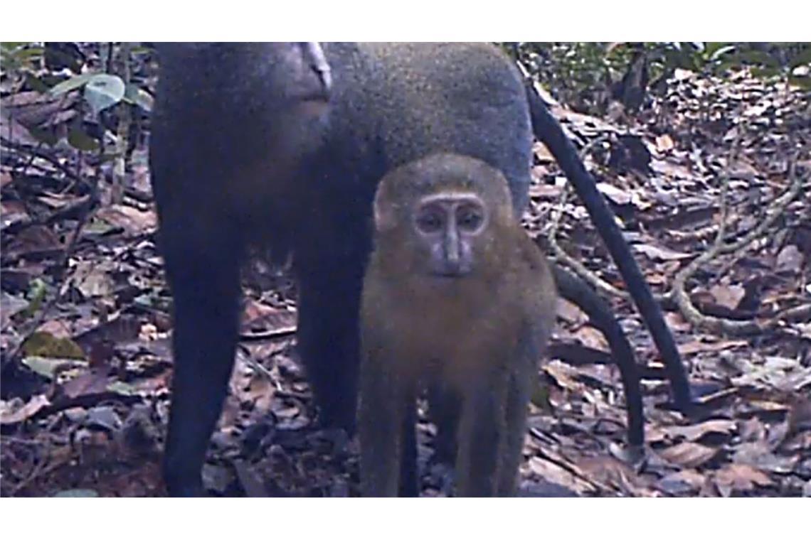 Lesula-Affen (Cercopithecus lomamiensis) sind der Wissenschaft erst seit 2012 bekannt. (Handout)