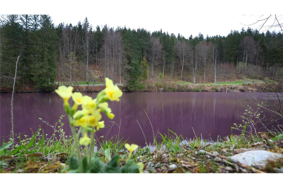 Lila gefärbt ist das Wasser des Gipsbruchweihers. Grund für die Farbe sind Bakterien, die in dem schwefelhaltigem Wasser blühen.