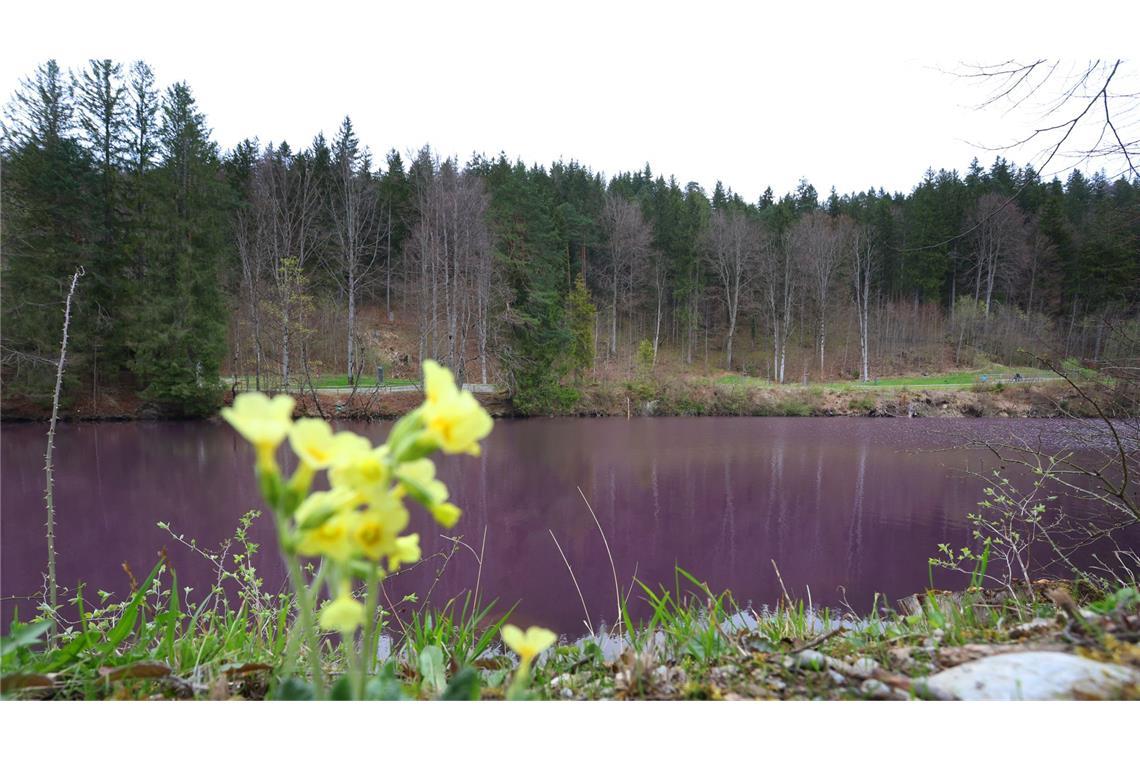 Lila gefärbt ist das Wasser des Gipsbruchweihers. Grund für die Farbe sind Bakterien, die in dem schwefelhaltigem Wasser blühen.