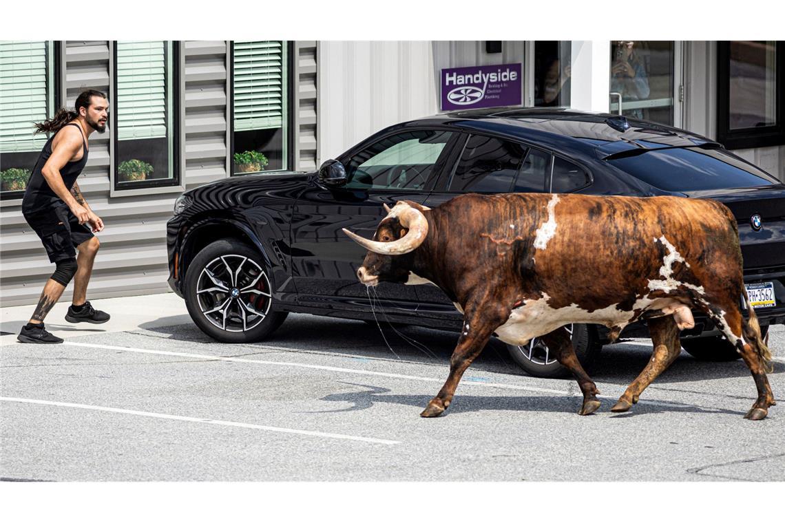 Longhorn ausgebüchst: Ein Longhorn-Ochse nähert sich einem Passanten, nachdem er sich in Fairview Township losgerissen hatte.