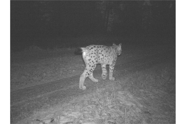 Luchs „Toni“ wird im Nordschwarzwald von einer Fotofalle fotografiert. Foto: FVA/Forstliche Versuchs- und Forschungsanstalt/dpa/Archivbild