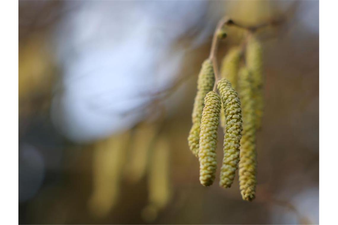 Männliche Blüten hängen an einem Haselnussstrauch. Foto: Oliver Berg/dpa/Symbolbild