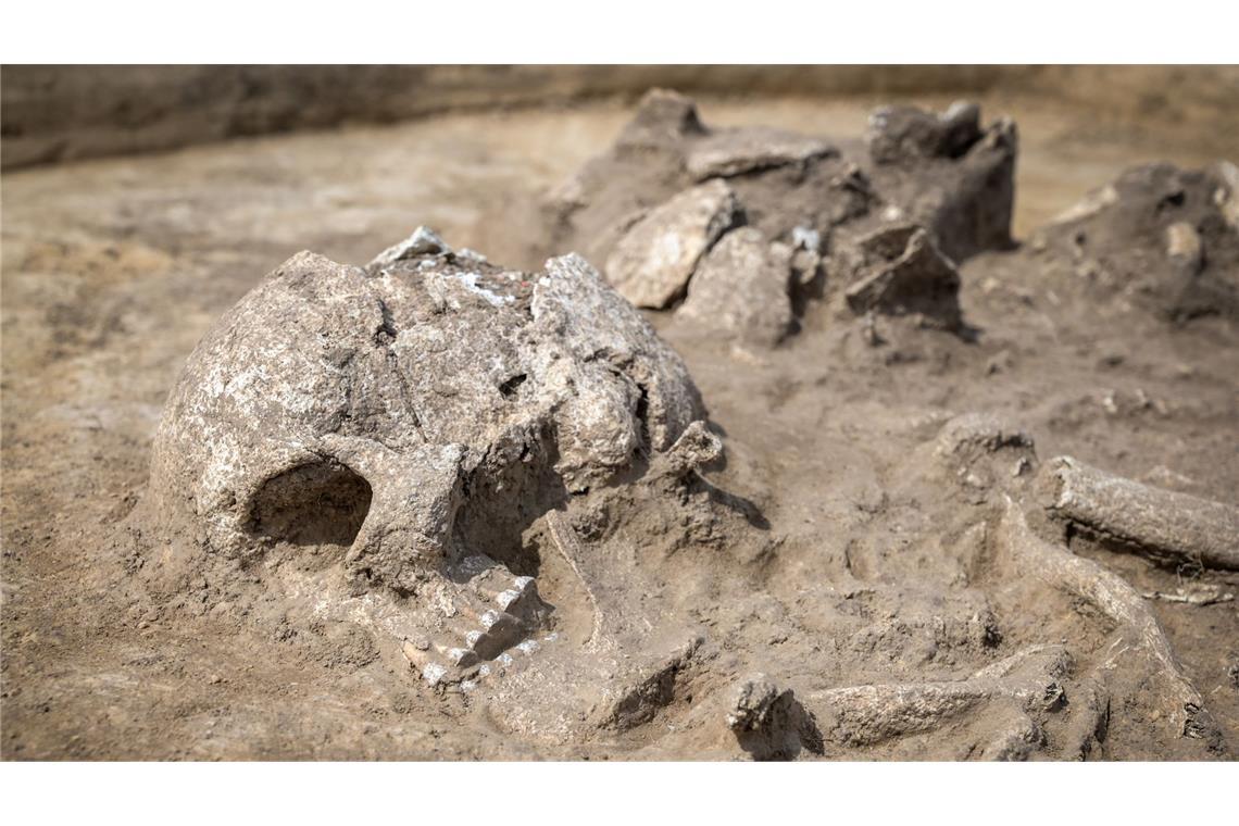 Männliches Skelett aus der Schnurkeramischen Zeit, welches Archäologen des Landesamts für Denkmalpflege und Archäologie Sachsen-Anhalt entdeckt haben.