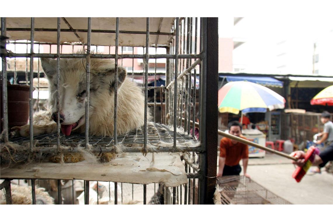 Marderhunde liegen in engen Käfigen auf dem Xin Yuan Markt in Wuhan. (Archivbild)