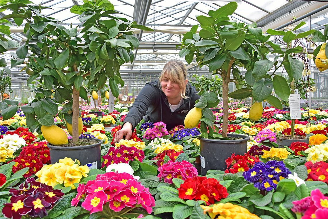 Marion Gstalter von der Weissacher Gärtnerei Moser mitten im Blumenmeer aus bunten Primeln. Die Frühblüher lassen sich jetzt einpflanzen, die Zitronenbäumchen brauchen noch den Schutz des Hauses beziehungsweise vor frostigen Temperaturen. Foto: Tobias Sellmaier