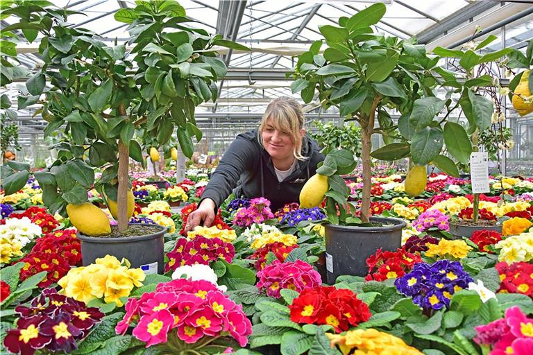 Marion Gstalter von der Weissacher Gärtnerei Moser mitten im Blumenmeer aus bunten Primeln. Die Frühblüher lassen sich jetzt einpflanzen, die Zitronenbäumchen brauchen noch den Schutz des Hauses beziehungsweise vor frostigen Temperaturen. Foto: Tobias Sellmaier