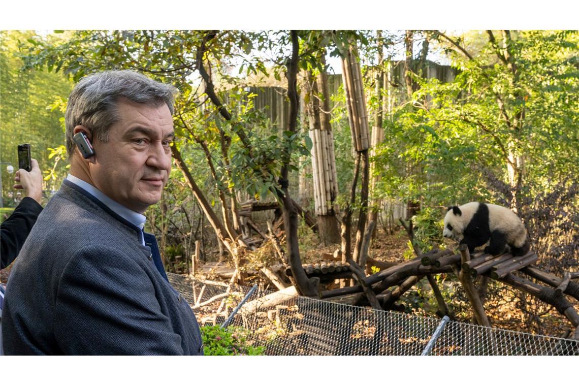 Markus Söder besucht in Chengdu eine Aufzuchtstation für Pandabären.