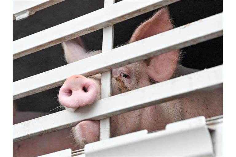 Mastschweine sind in einem Lkw für den Transport zum Schlachthof zu sehen. Foto: Patrick Pleul/dpa-Zentralbild/dpa/Symbolbild