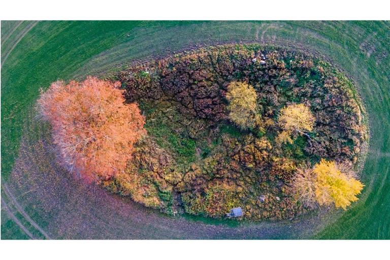 Mecklenburg-Vorpommern, Redefin: In einem sogenannten Soll auf einem Acker sind die Blätter von Bäumen und Sträuchern herbstlich gefärbt.