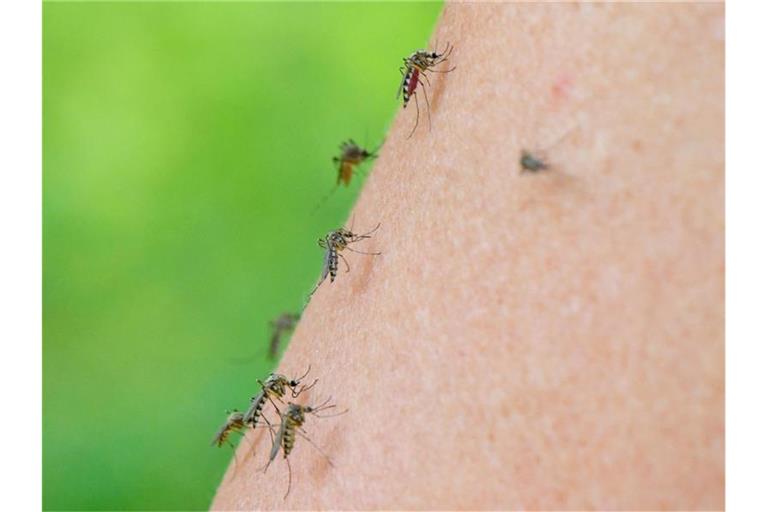 Mehrere Mücken sind auf dem Arm einer Frau zu sehen. Foto: Patrick Pleul/dpa-Zentralbild/dpa/Symbolbild