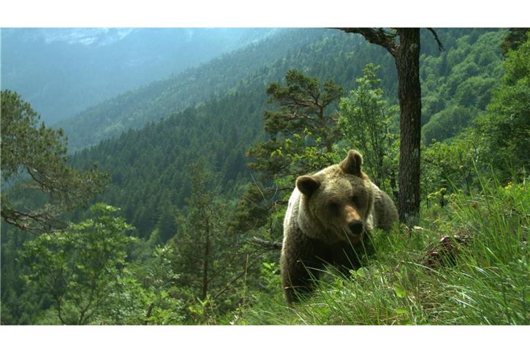 Mehrfach gab es im Trentino Attacken von Bären auf Menschen. (Symbolfoto)