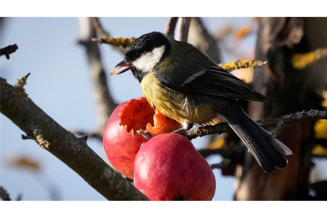 Meise mit Appetit auf frisches Obst