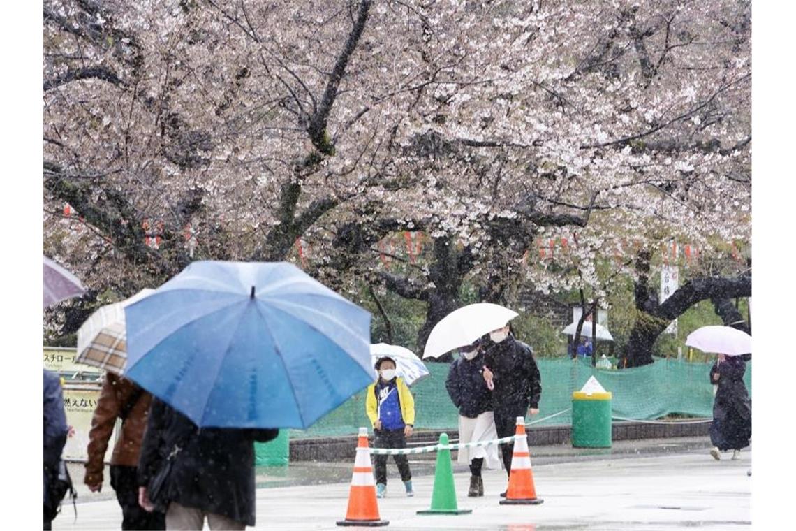Japans berühmte Kirschblüte in Corona-Zeiten Menschen spazieren bei Regen an Kirschblüten im Ueno Park in Tokio vorbei. Foto: -/kyodo/dpa