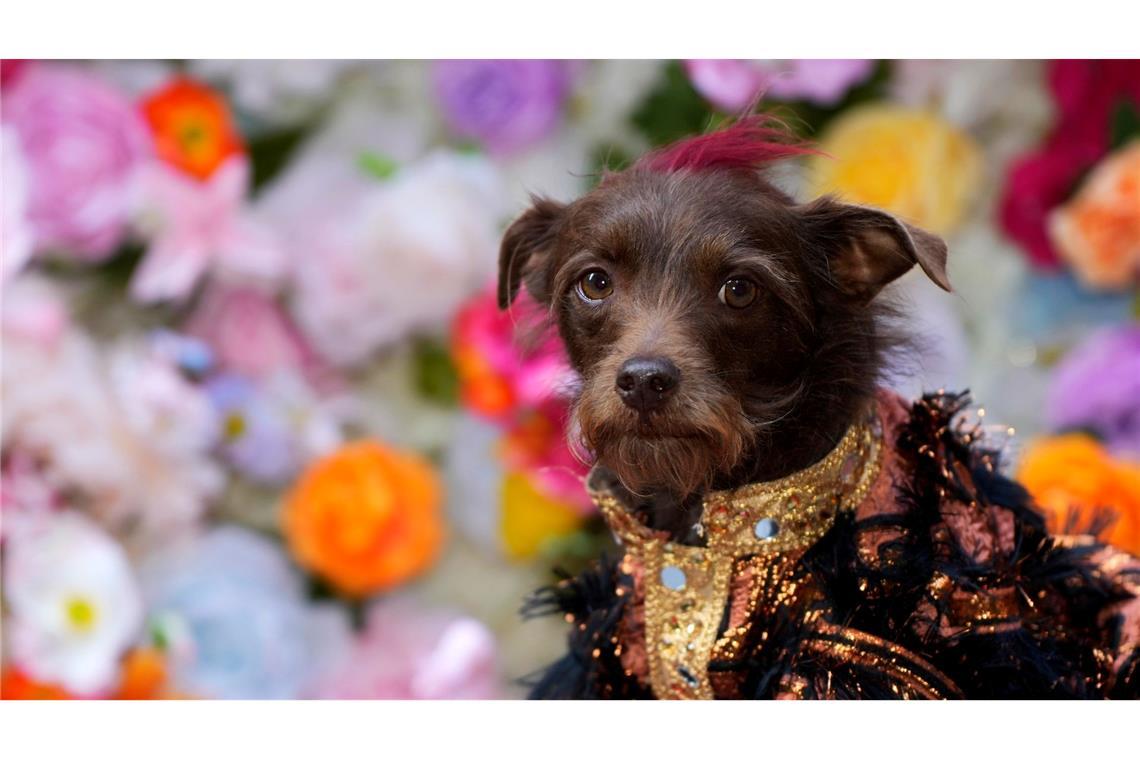 Met-Gala war gestern: Der Benefiz-Ball, der als größte Party der Welt bekannt ist, lockt jedes Jahr die größten Stars nach New York. Nun sind Hunde dran. Bei der Pet-Gala (deutsch: Haustier-Gala) laufen gestylte Vierbeiner über den roten Teppich.