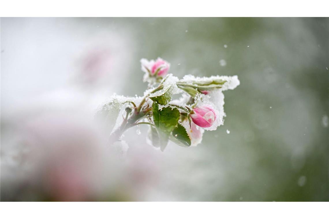 Meteorologen erwarten im baden-württembergischen Bergland den ersten Frost. (Symbolbild)