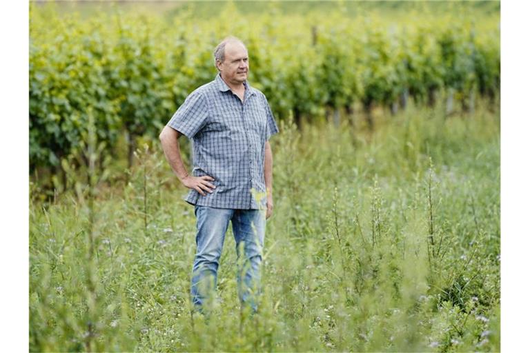 Michael Ihle, Gesellschafter des Weinguts Ihle, steht in einem Weinberg auf einer Brachfläche. Foto: Uwe Anspach/dpa/Archivbild