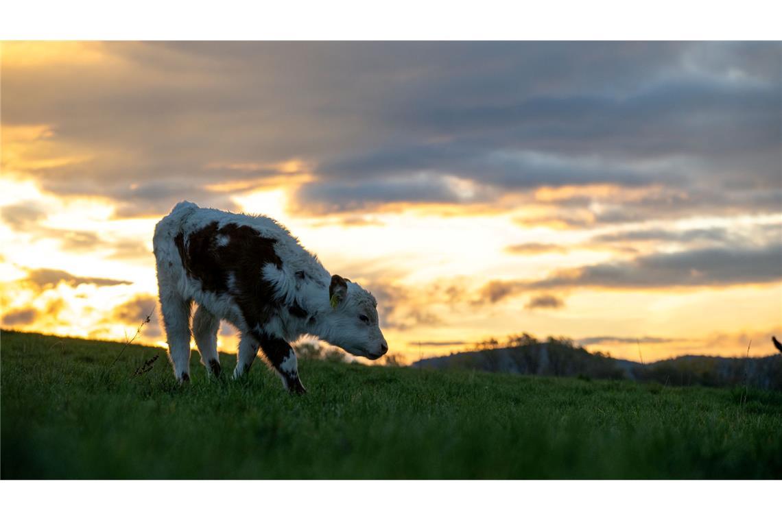 Milde Temperaturen und ein Wettermix stellen sich am Wochenende ein. (Archivbild)