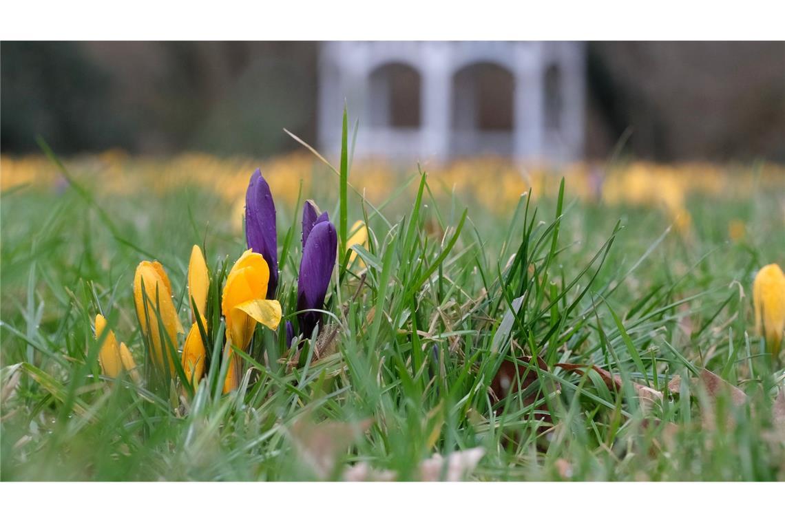 Milde Temperaturen und Sonne dürften in vielen Teilen Deutschlands in den kommenden Tagen dafür sorgen, dass weitere Blumen sprießen.