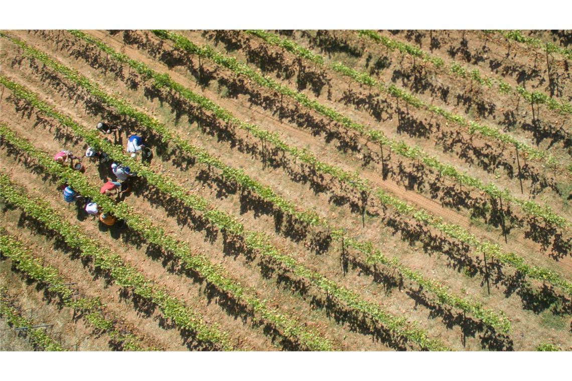 Mit steigenden Temperaturen könnten Weinbauern sich weg von Südhängen bewegen. (Archivbild)