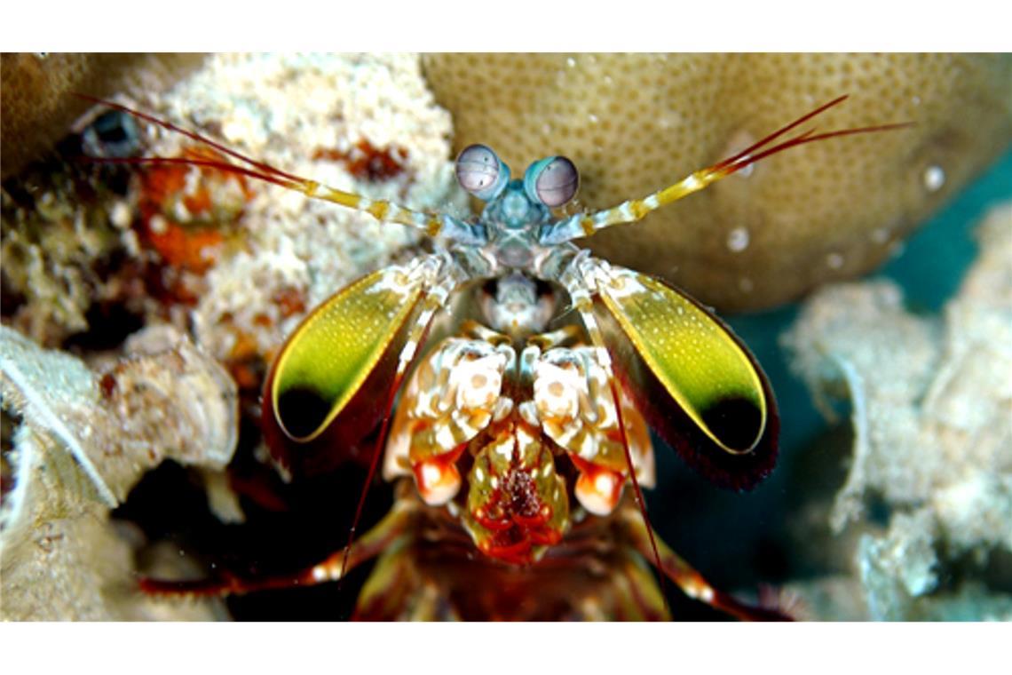 Mit ungeheurer Wucht zerschlagen Fangschreckenkrebse die Schalen von Schnecken und Muscheln oder töten Fische.